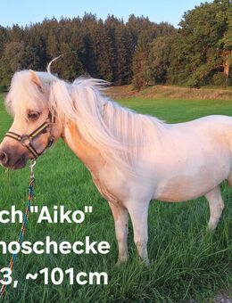 Deutsche Pard-Bred Shettys - Argenbühl