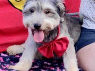 🩷Reni🩷 5 Monate Schnauzermischling - Kassel