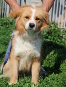 Abuelo - kinderlieber Jungrüde - Lohra