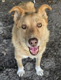 Schmusebär Tobi sucht eine liebe Familie - Großefehn