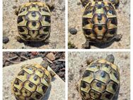 griechische Landschildkröten Nachzuchten Schildkröten - Schönebeck (Elbe)