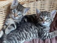Babykatzen 12 Wochen alt - Hamburg