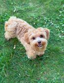 Mini Maltipoo Deckrüde gesucht? Nicht zum Verkaufen! in 51149