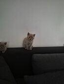 British kurzhaar kitten in 94447