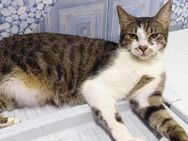 Gypsy wartet auf deine Anfrage - München