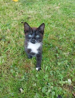 Kätzchen/Jungkatze/Kater - Uttenweiler