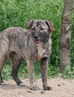 schüchterne Bonnie sucht - Kallmünz