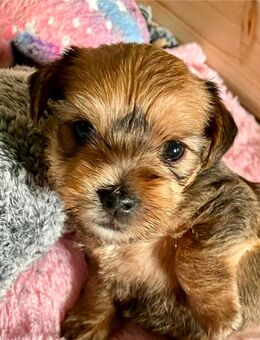 Wunderschöne und gesunde Yorkshire Chihuahuamix Welpen abzugeben - Vestenbergsgreuth