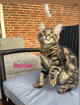 Maine Coon Kitten - Marne