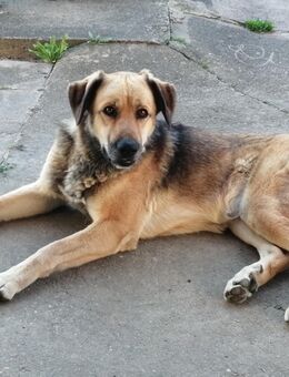 Hündin sucht liebevolles zuhause - Ludwigsfelde