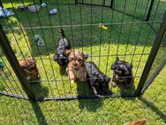 Yorkshire, Terrier Welpen - Schorfheide