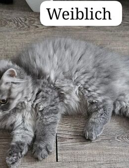 Perserkatze kitten - Krefeld