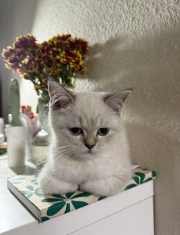 BKH Tabby Kitten - Berlin