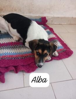 Alba 💜 gerettet, sucht jetzt Zuhause - Bad Karlshafen
