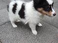 Sheetland Sheepdog Welpe dreifarbig in 67459