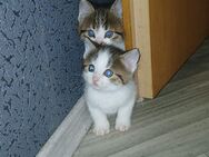 2 Katzenbabys - Rothenfels