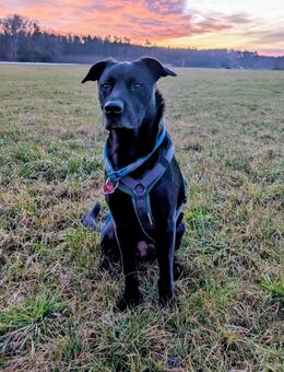 Labrador-Belgischer Schäferhund (Malinois) Mischling Rüde (5 Jahre) sucht ein neues Zuhause - Großenseebach