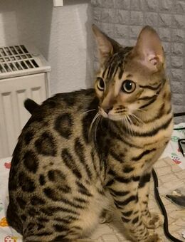 Reinrassige bengal Katze mit Stammbaum - Walkenried