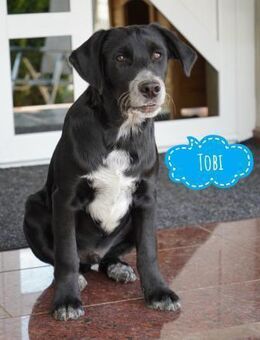 Tobi ein Traumwesen - Flörsheim-Dalsheim