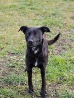 FRITZI - unbeschwert und neugierig - Overath