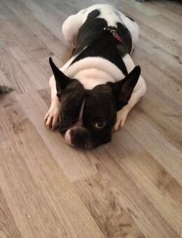 Französische bulldogge - Clausthal-Zellerfeld