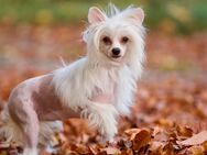 Süße liebe Chinese Crested Hündin - Gröbenzell