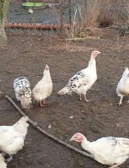 Cröllwitzer Puten und Puter - Strausberg