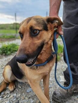 Macao - sehr verspielt u menschenbezogen - Lohra