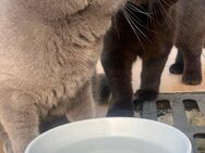 BKH Kater & Katze, 2 Jahre alt suchen ein neues zu Hause - Ahnatal
