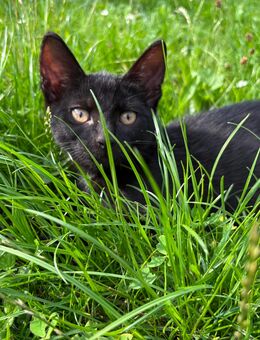 Kleiner Kater sucht ein Zuhause - Brehme