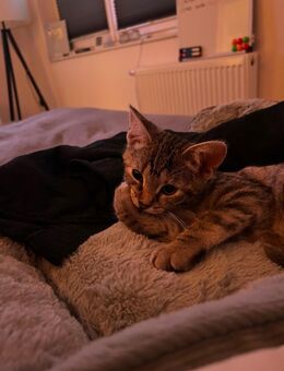Katze 3 monate alt - Hanstedt (Landkreis Harburg)