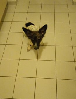 Muss meine kleine hündin abgeben - Bitterfeld-Wolfen