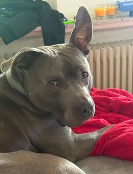 Mischling sucht neues Zuhause - Friesoythe