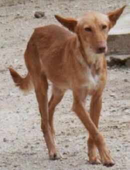 Mosto sucht einfühlsame Menschen - Niedereschach