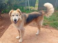 Jango - ein Bild von einem Hund!!! - Mettmann