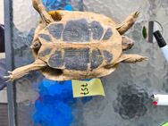 Griechische Landschildkröten zum Verkauf - Albershausen