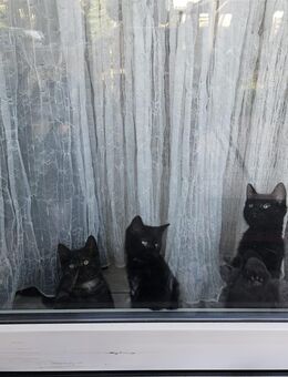 Unsere drei wunderhübchen Kätzchen sind zum Auszug bereit - Köln