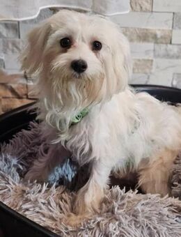 Wer hilft Lubert Vertrauen aufzubauen? - Schafflund