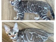Bengal Silber Kater und Mädchen 4 Monate Reinrassig - Dortmund
