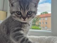 12 Wochen Britisch Kurzhaar BKH Kitten - Augsburg