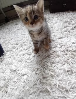 Bengal-mix kitten, Kätzchen, Katze, katzenbaby - Steinhöfel