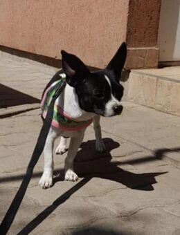 IZA 1-jährige Chihuahua - Kassel