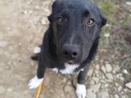 🆘 Wunderschöner Welpe Sasha 🆘 - Eislingen (Fils)