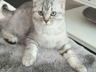 BKH Britisch Kurzhaar Kitten geimpft gechipt Colorpoint & Tabby - Filderstadt
