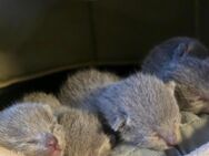 Reinrassige Russisch Blau Kater - Schwegenheim
