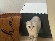 ‏Süße und ruhige Katze sucht neues Zuhause! - Bad Kreuznach