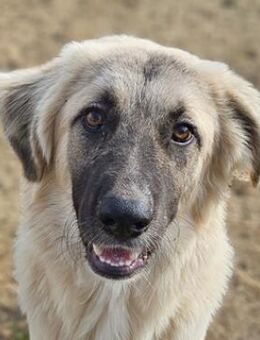 Remus Lupin, geb. ca. 12/2023, GR - Markdorf