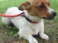 Jack Russel Rüde 1 Jahr - Kiel Meimersdorf
