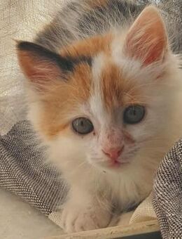 Glückskatze Dory aus dem Tierschutz - Grevenbroich