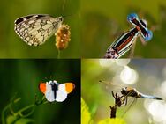 Biete Wunderschöne Makro Schmetterling und Insekten Fotos aus den letzten Jahren aus Thüringen an ! - Neustadt (Orla)